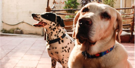 Take A Look At Pet Accommodation Services In The City!