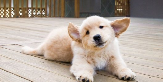 7 Things You Must Know If You're Planning To Get A Pet!