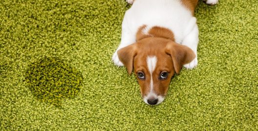 4 Ways To Potty Train Your Puppy!