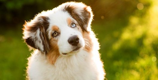 5 Ways To Keep Your Dog Safe This Summer!