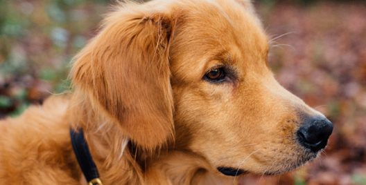 18 Common Things That Are Poisonous To Your Pet!