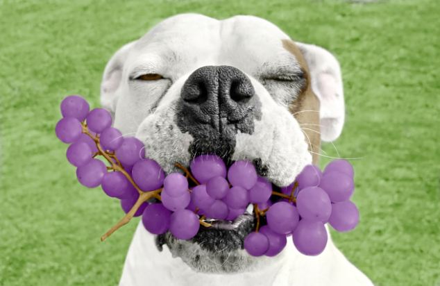 Illinois, USA --- Dog Holding Mouthful of Grapes --- Image by © Cynthia Pringle/Corbis