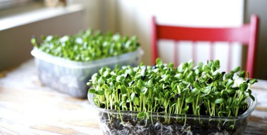 Easy 6-Step Guide To Growing Micro-greens at Your Homes and Their Mighty Benefits!