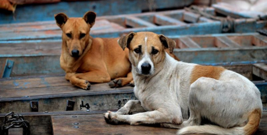 Delhi’s street dog shelter order sparks debate: Why Tamil Nadu should pay attention